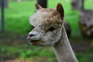 Close-up portrait of light brown alpaca looking curiously over fence in green background. Funny and...
