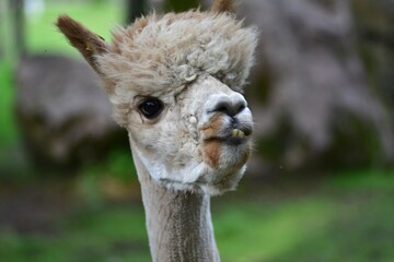 Close-up portrait of light brown alpaca looking curiously over fence in green background. Funny and...
