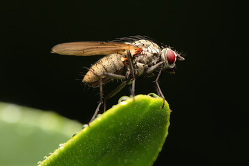 Detailed macro photograph of a common housefly perched on the edge of a vibrant green leaf