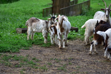 Obraz premium Group of friendly goats standing together on green pasture near wooden feeder. Close-up view of farm animals in natural environment, concept of countryside life and animal farming.
