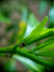 This is a close-up (macro) photograph of a green plant stem and leaves. The image focuses on the fresh, young leaves, which are vibrant green and narrow in shape. On the stem, a small insect or beetle