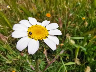 White daisy with a bug on its yellow center, set against a blurred green meadow background.