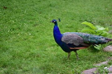 Obraz premium Male peacock standing on lush green grass with its shimmering blue and green plumage visible. Majestic bird in natural outdoor setting, symbolizing beauty, pride, and elegance.