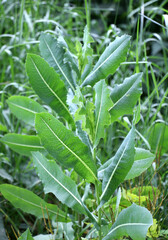 It grows in nature Lactuca serriola