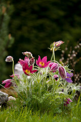 beautiful pasque flowers growing in the garden at spring