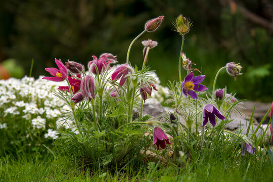 beautiful pasque flowers growing in the garden at spring