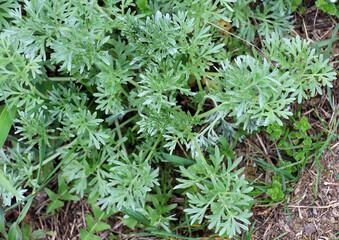 Bitter wormwood (Artemisia absinthium) bush grows in nature