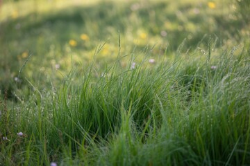 Sun-Kissed Grassland: A close-up shot of lush, vibrant green grass bathed in the warm glow of sunlight, highlighting the textures and colors of a natural meadow.