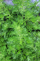 Bitter wormwood (Artemisia absinthium) bush grows in nature