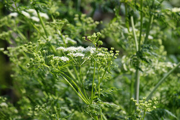 The poisonous plant Conium maculatum grows in nature