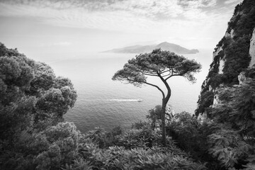 Lonely pine tree in black and white, Capri, Campania, Italy