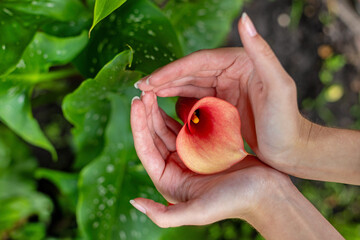 Hands gently holding orange calla lily. A person delicately holds an orange calla lily in their...