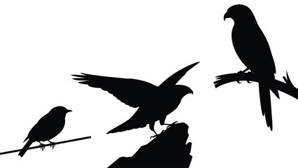 Bird silhouette set, rock, branch, tree, wildlife