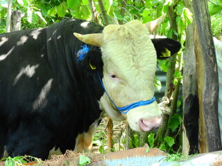 black and white big bull photo
