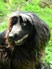 black small beautiful dog photo	