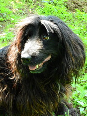 black small beautiful dog photo	