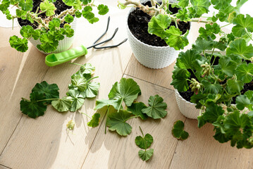 Pruning of cuttings and shoots of geranium and pelargonium in the spring. Pelargonium seedlings at...
