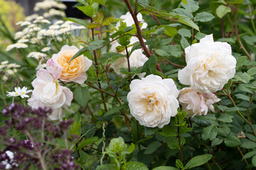 Rose Crocus rose in garden