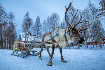 View of a majestic reindeer stands harnessed to a rustic wooden sled on the snow-covered ground, amid a backdrop of snow-laden trees, Rovaniemi, Lapland, Finland.