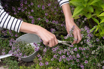 woman cutting thyme in garden