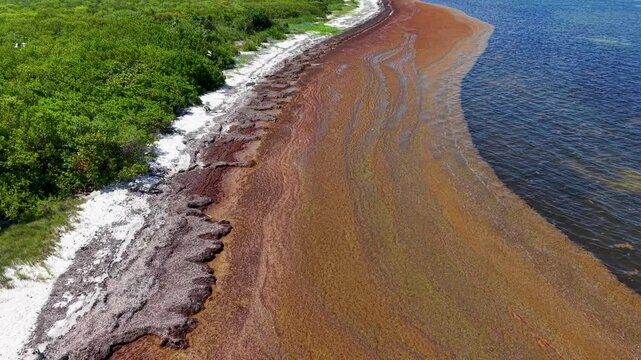Dramatic Footage of Cancun's paradise coastline invaded by sargassum &mdash; showcasing the environmental clash between luxury resorts, mangroves, and ocean pollution.