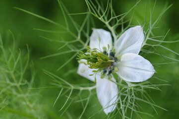 Nigella damascena (Nigella damascena)Macro.selective focus