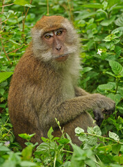 Crab eating macaque eating plants in the jungle 