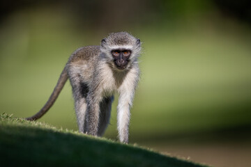 A vervet monkey walking in a park