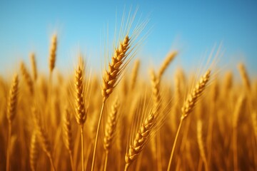 Fototapeta premium Golden wheat stalks swaying under a clear blue sky field grain