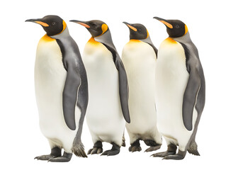 Fototapeta premium group of four emperor penguins isolated on white background PNG, AI GENERATED