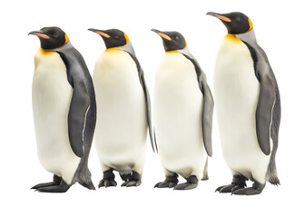 Fototapeta premium group of four emperor penguins isolated on white background PNG, AI GENERATED
