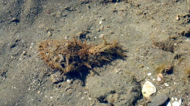 Bursatella leachii Sea Hare in Coastal Mudflats, New Zealand