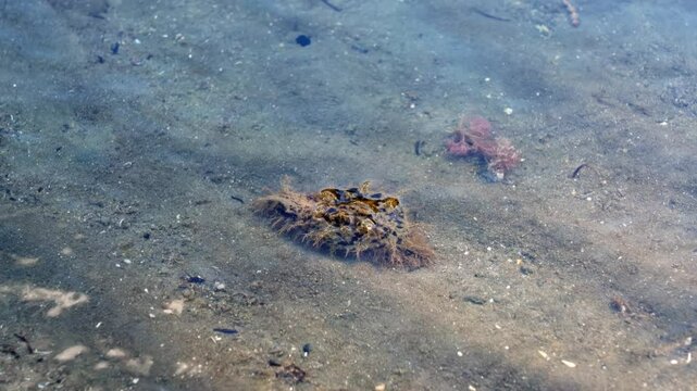 Bursatella leachii Sea Hare in Coastal Mudflats, New Zealand
