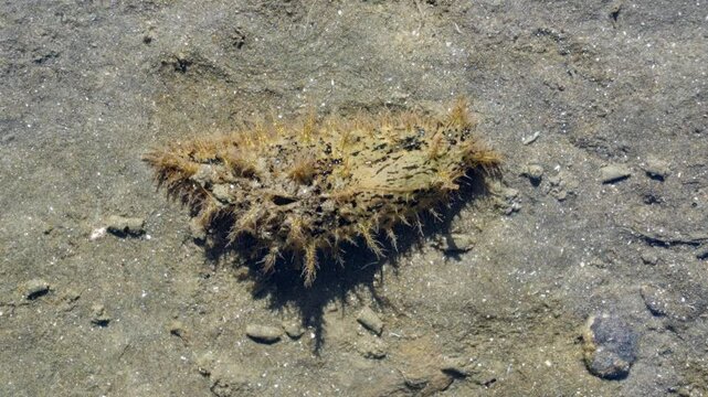Bursatella leachii Sea Hare in Coastal Mudflats, New Zealand