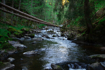 a smooth water stream of a river in a gorge with trees