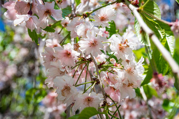 Delicate pink cherry blossoms in full bloom on tree branches with green leaves in bright spring...