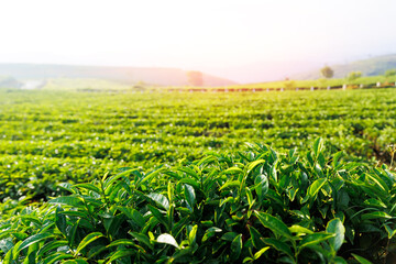Nature background banner green tea plantation in morning light sunlight