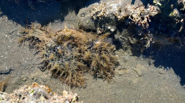Bursatella leachii Sea Hare in Coastal Mudflats, New Zealand