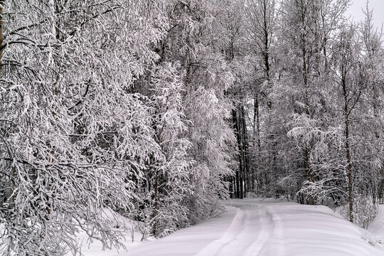 Fototapeta View of serene snow-covered forest with a winding path, trees heavily laden with snow, creating a scene of winter wonderland, Helsinki, Finland.