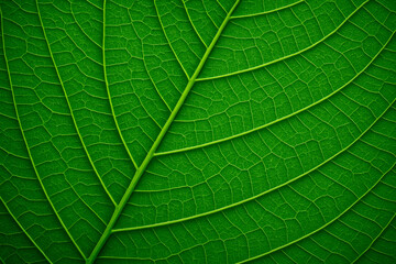Vibrant green leaf with intricate vein network veins texture
