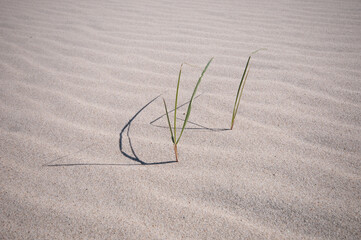 Straws of reeds close up at a sand dune