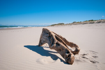 Tree trunk at empty sandy beach close up under bright summer sun