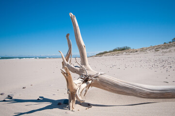 Tree trunk at empty sandy beach close up under bright summer sun