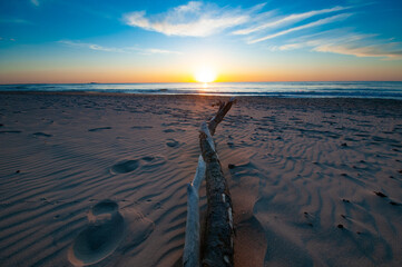 Tree trunk at empty sandy beach close up under in sunset