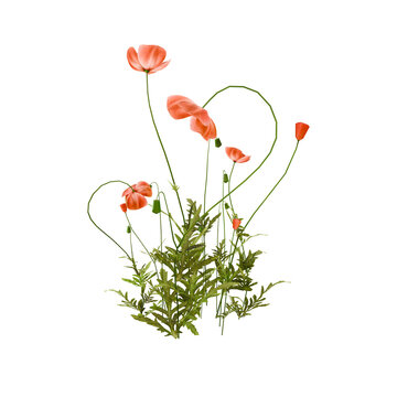 Red Poppy Flowers with Green Foliage on transparent Background &ndash; Botanical Illustration