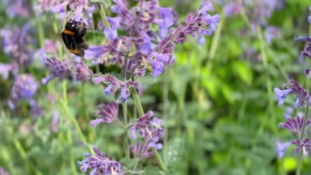 A bumblebee gracefully flies around vibrant catnip or Nepeta flowers in a sunny park.