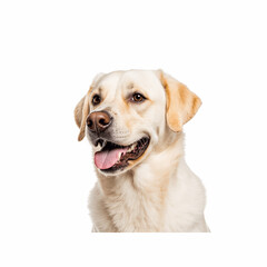 Loyal Companion: A close-up of a happy Labrador Retriever, its soft fur and expressive eyes capturing the essence of canine loyalty and playful charm.