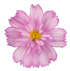 cosmos flower isolated