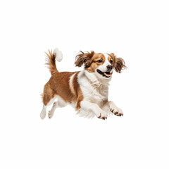 Happy Dog in Leaping Motion: A cheerful, playful dog leaps through the air, showcasing its happy energy and joyful spirit.