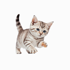 Fototapeta premium Playful Kitten's Approach: An adorable, silver tabby kitten with captivating blue eyes confidently strides forward, exuding charm and playful energy.